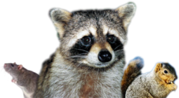 wildlife pest control