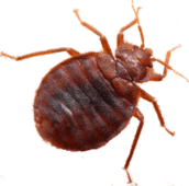 bed bug exterminator pest control Whitby