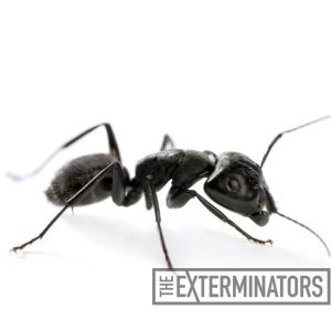 carpenter ant pest control Whitby