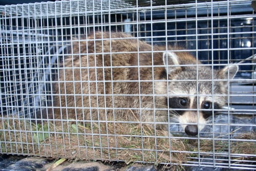 professional raccoon proofing solutions whitby