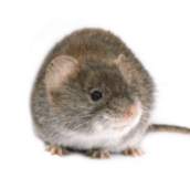 mouse control pest control Whitby