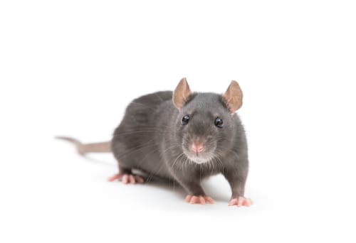 rat exterminator Whitby