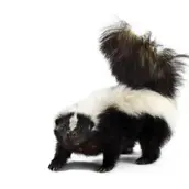 skunk removal