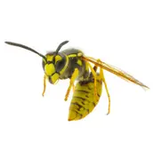 wasp control