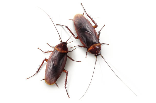Cockroach_Life_Cycle_How_Long_Do_Cockroach_Eggs_Take_to_Hatch