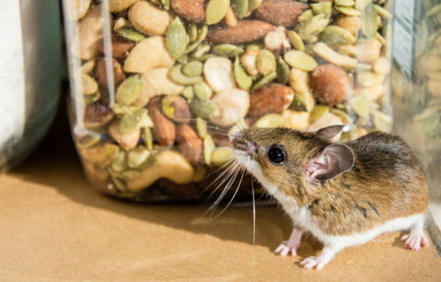 Discover_the_Best_Bait_for_Mouse_Traps_Effective_Strategies