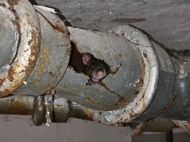 Does_Home_Insurance_Cover_Rat_Infestations_Exploring_Coverage_Options