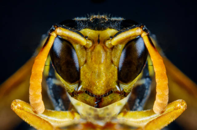 Eco_Friendly_Wasp_Control_Methods_to_Try_Today