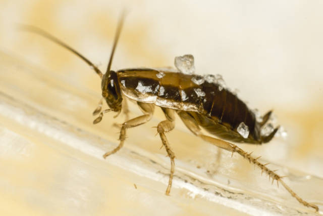 Eliminating_German_Cockroaches_Is_It_Possible_to_Fully_Control_An_Infestation