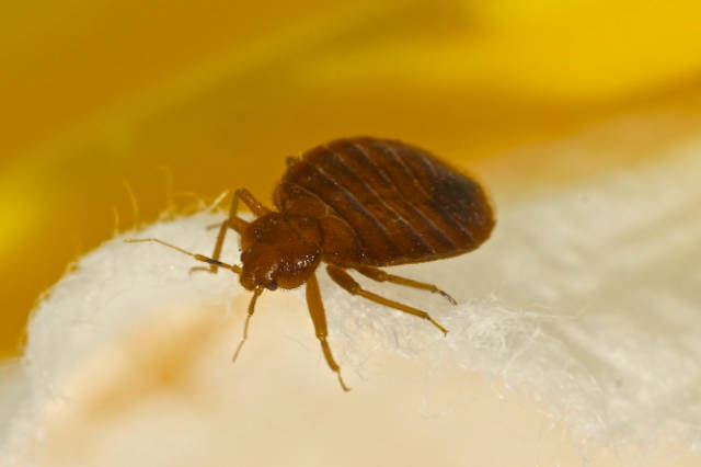How_Many_Bed_Bug_Treatments_Are_Needed_Finding_the_Right_Solution