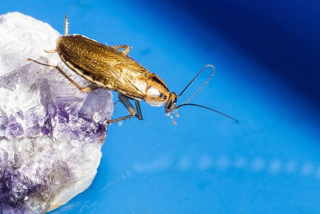 How_to_Get_Rid_of_German_Cockroaches_from_Your_Kitchen_Cabinets