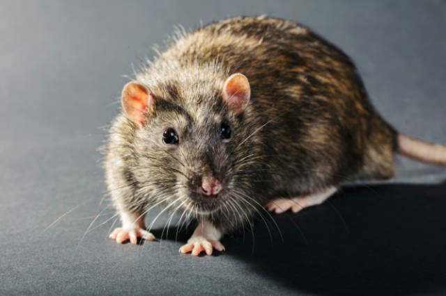 How_to_Stop_a_Rat_Infestation_Prevention_and_Control_Tips