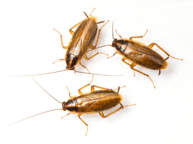 Tips_for_Cockroach_Removal_from_the_Dishwasher