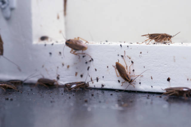 How_to_Deal_With_A_Full_Blown_Cockroach_Infestation_in_Your_House